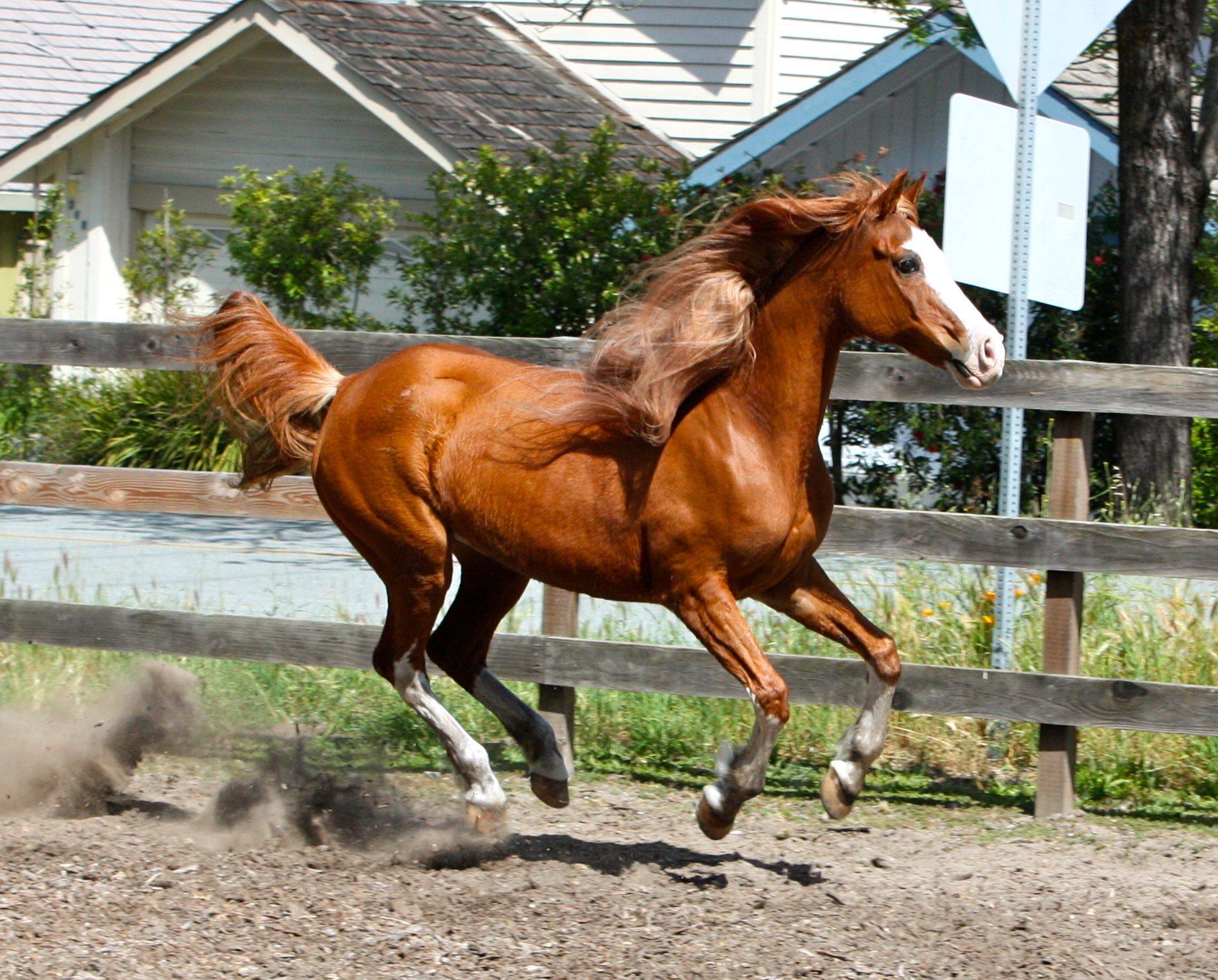Arabian Quarter Horse